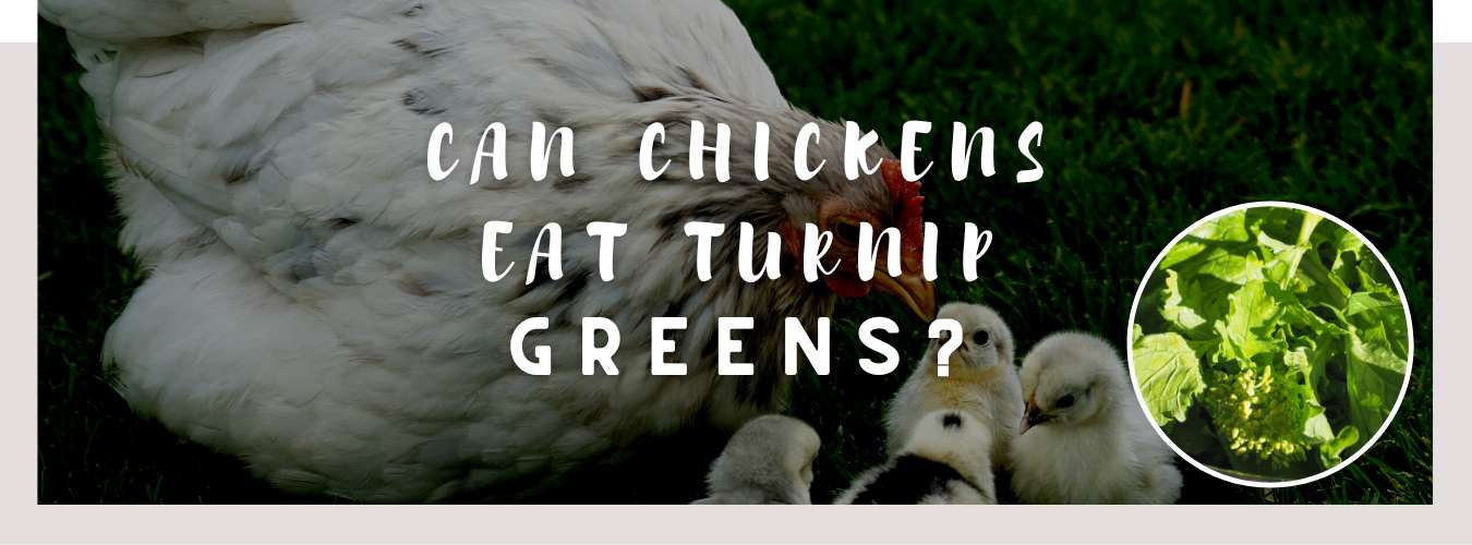 can chickens eat turnip greens