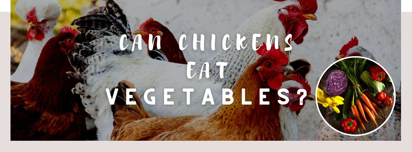 can chickens eat vegetables