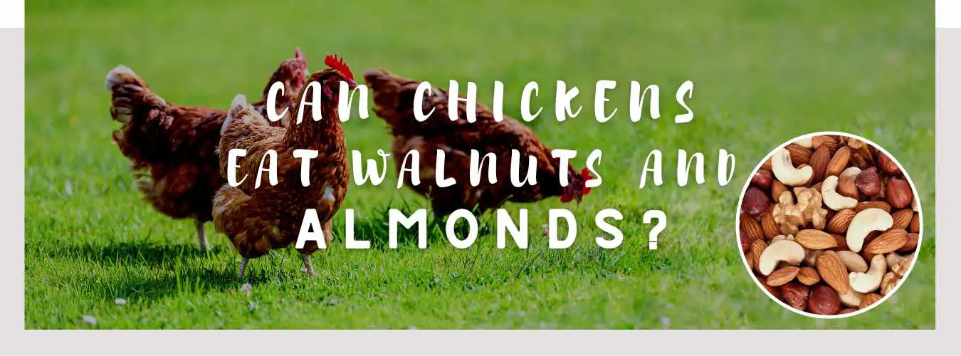 can chickens eat walnuts and almonds