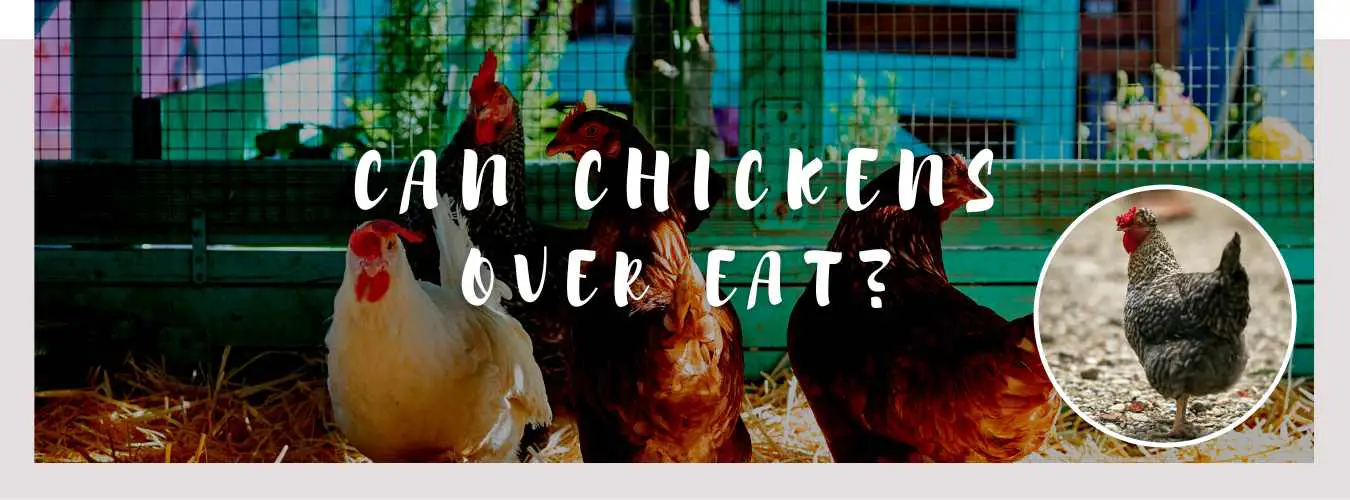 can chickens over eat