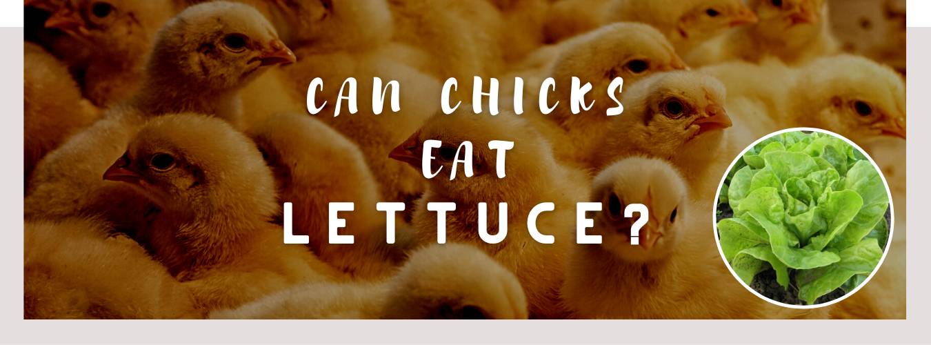 chicks lettuce