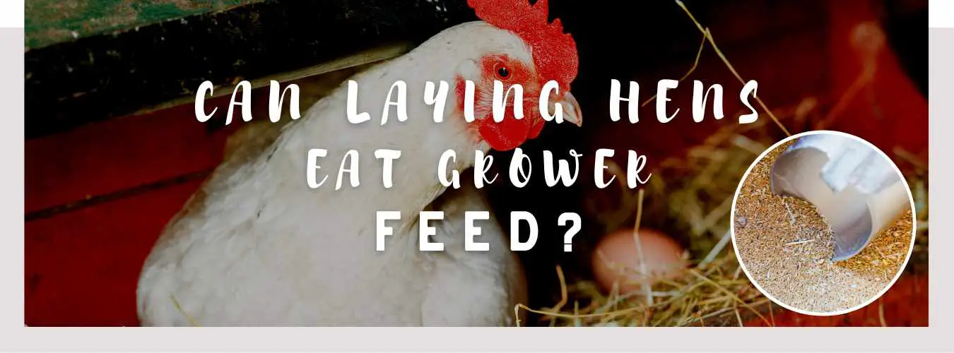 can laying hens eat grower feed