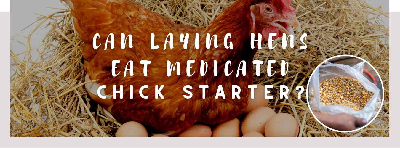 can laying hens eat medicated chick starter
