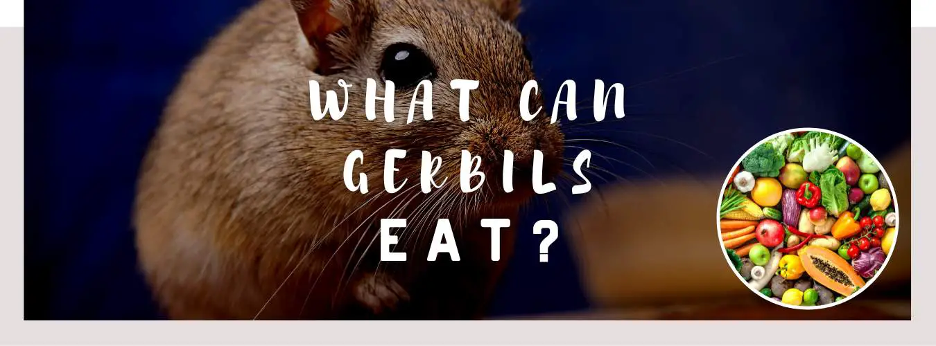 what can gerbils eat