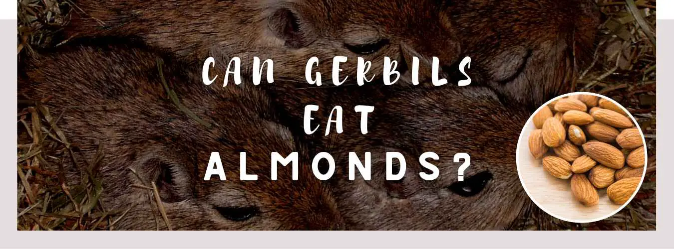 can gerbils eat almonds