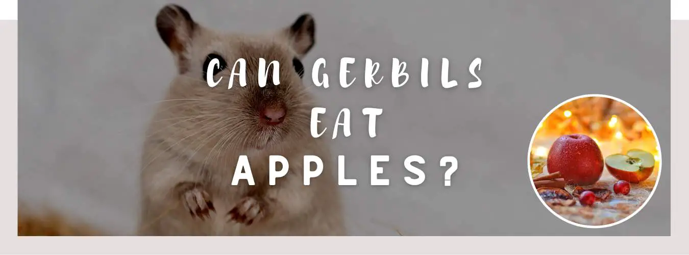 can gerbils eat apples