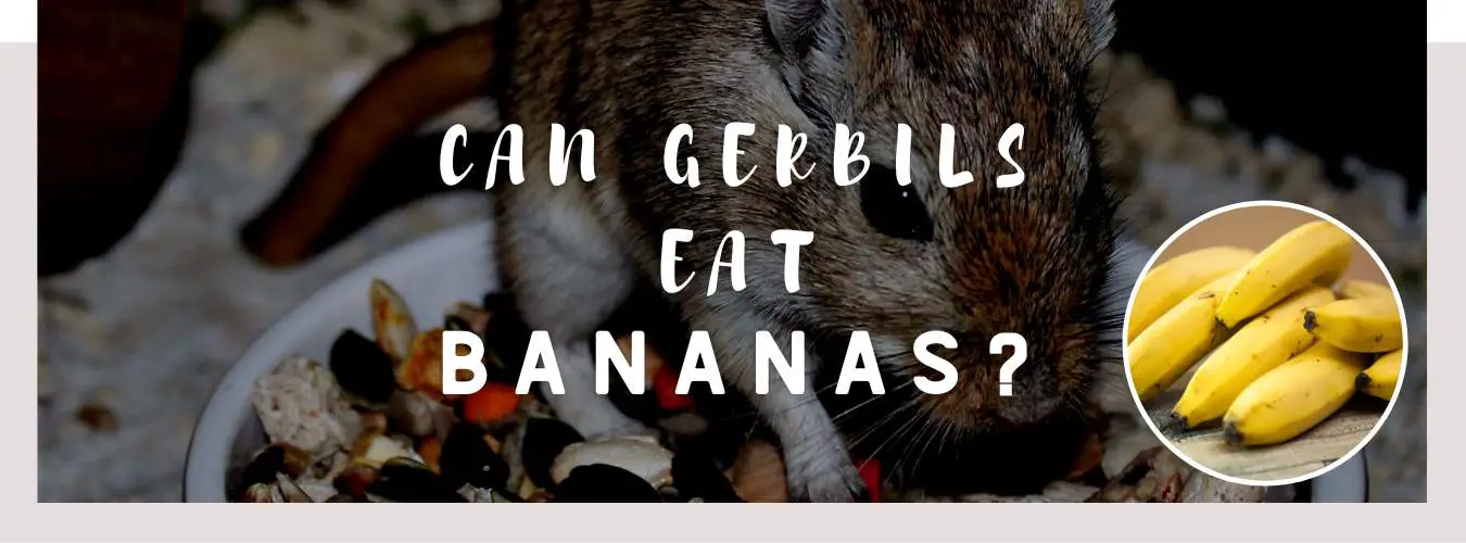 can gerbils eat bananas