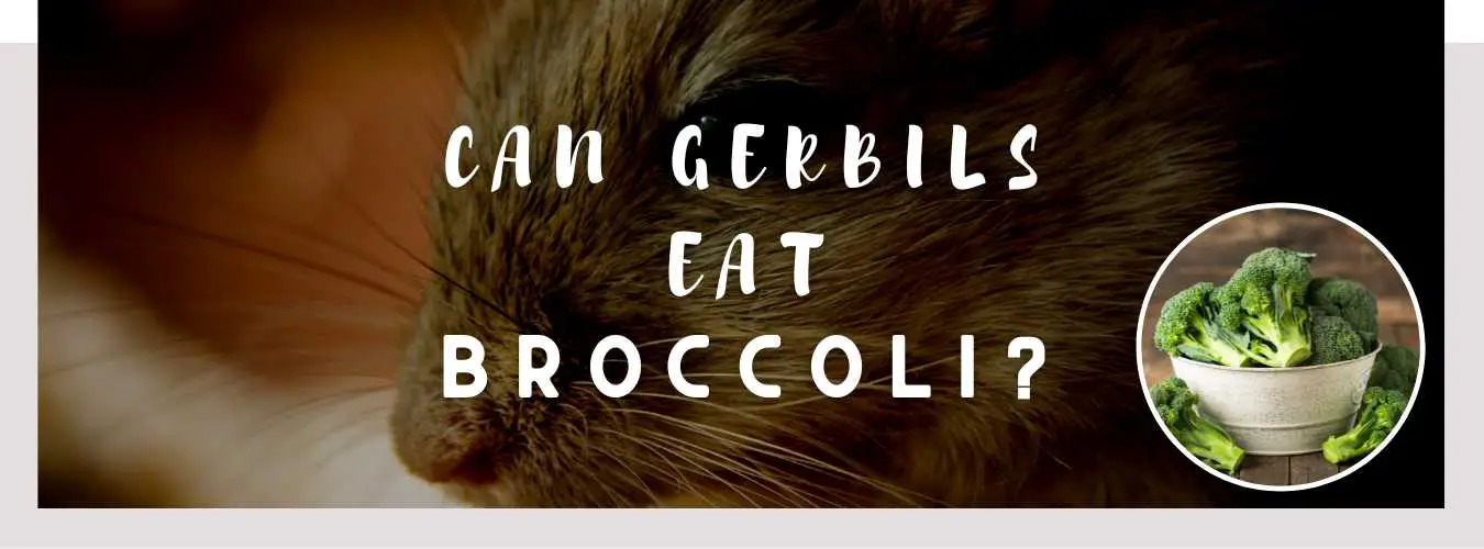 can gerbils eat broccoli