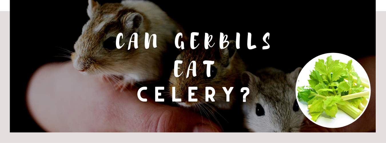 can gerbils eat celery