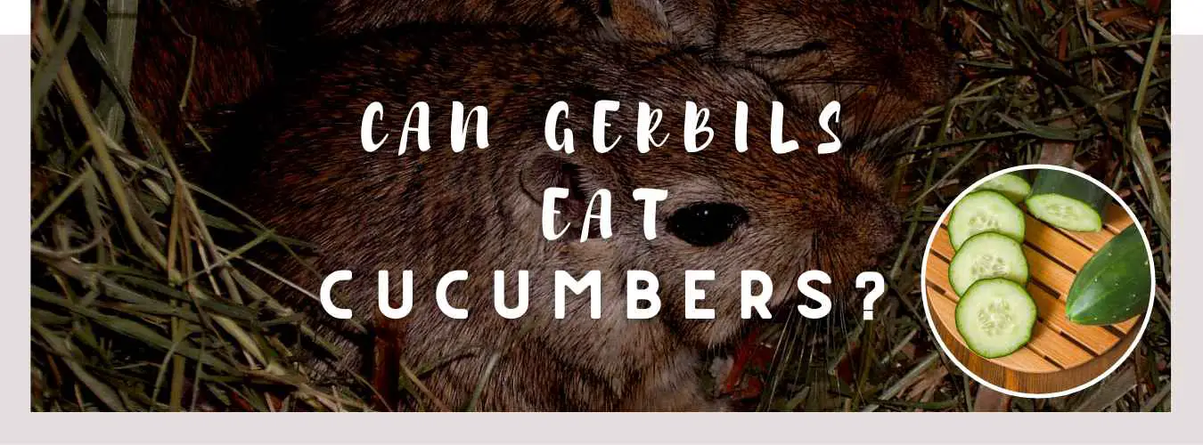 can gerbils eat cucumbers