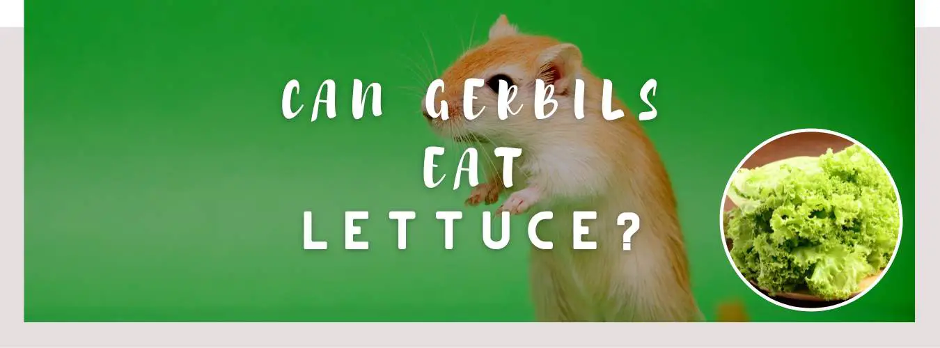 can gerbils eat lettuce