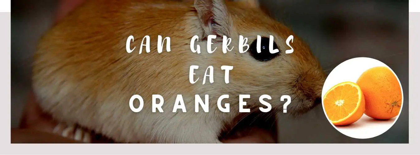 can gerbils eat oranges