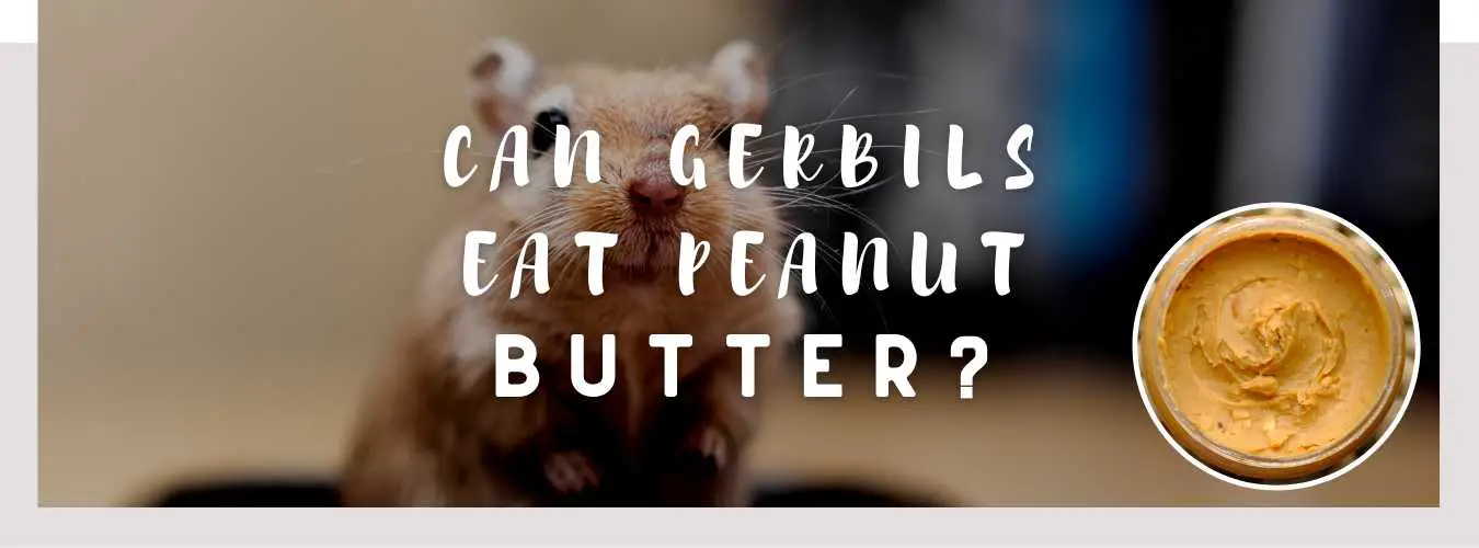 can gerbils eat peanut butter
