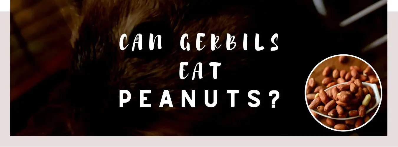 can gerbils eat peanuts
