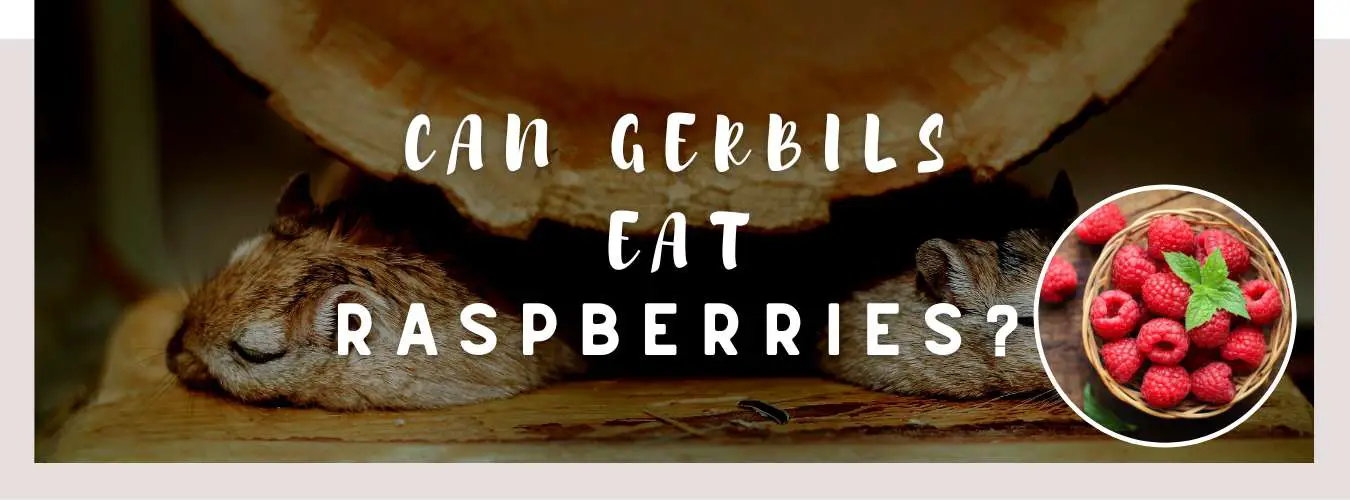 can gerbils eat raspberries