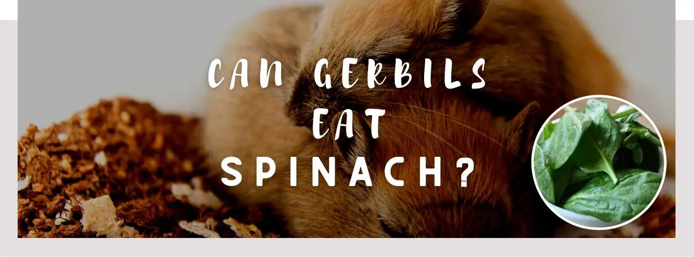 can gerbils eat spinach