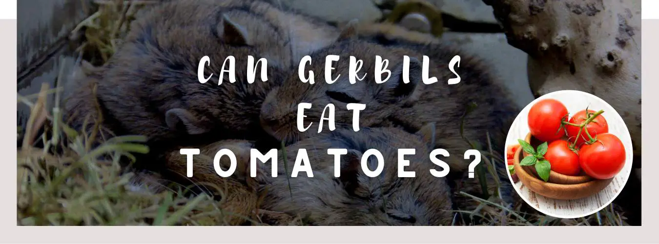 can gerbils eat tomatoes