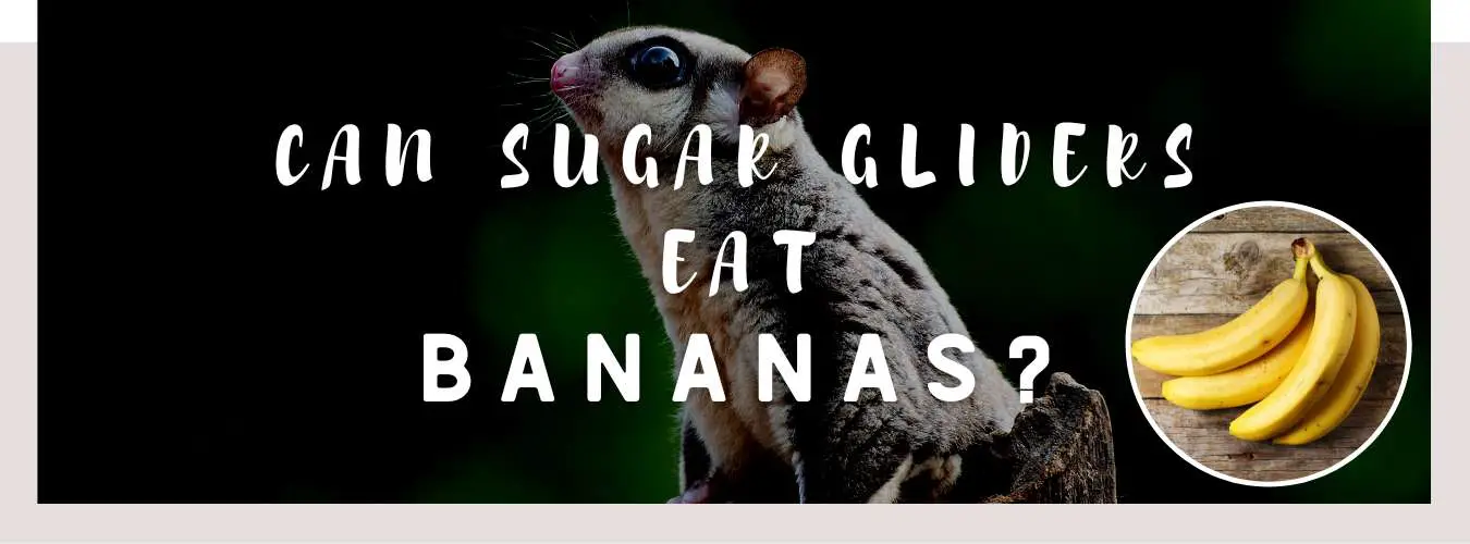 can sugar gliders eat bananas