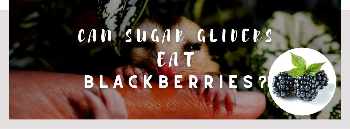 can sugar gliders eat blackberries