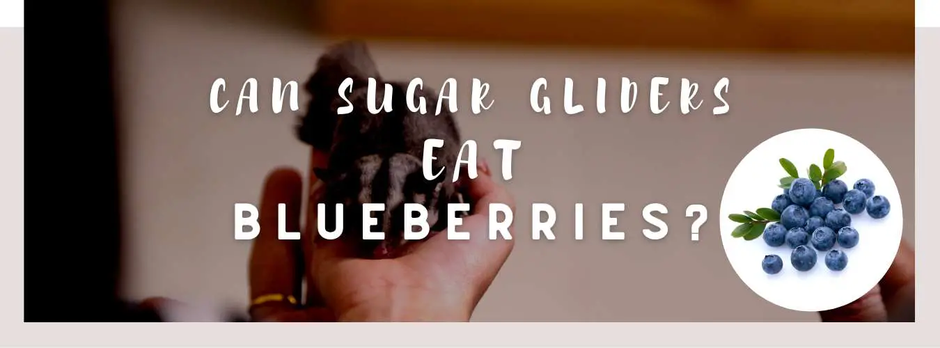 can sugar gliders eat blueberries