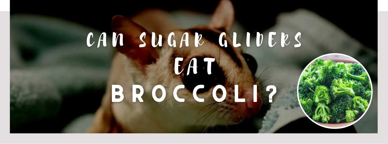 can sugar gliders eat broccoli