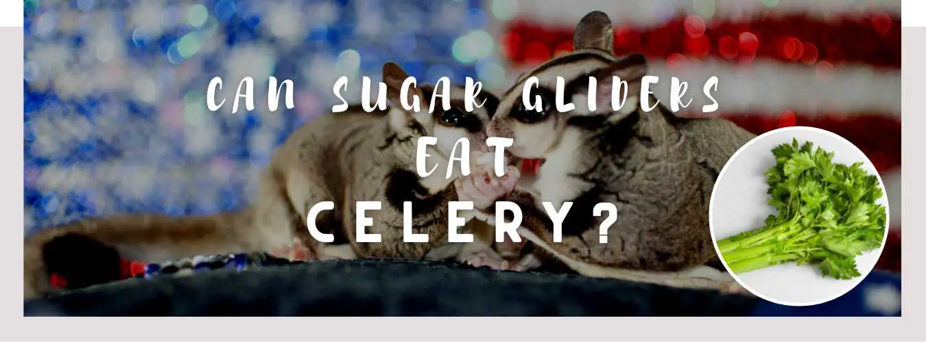 can sugar gliders eat celery