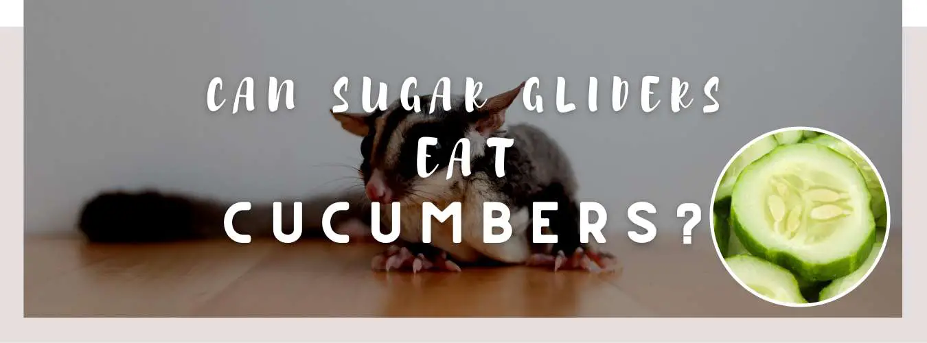 can sugar gliders eat cucumbers