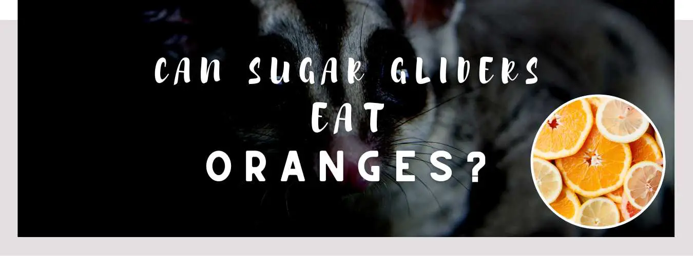 can sugar gliders eat oranges