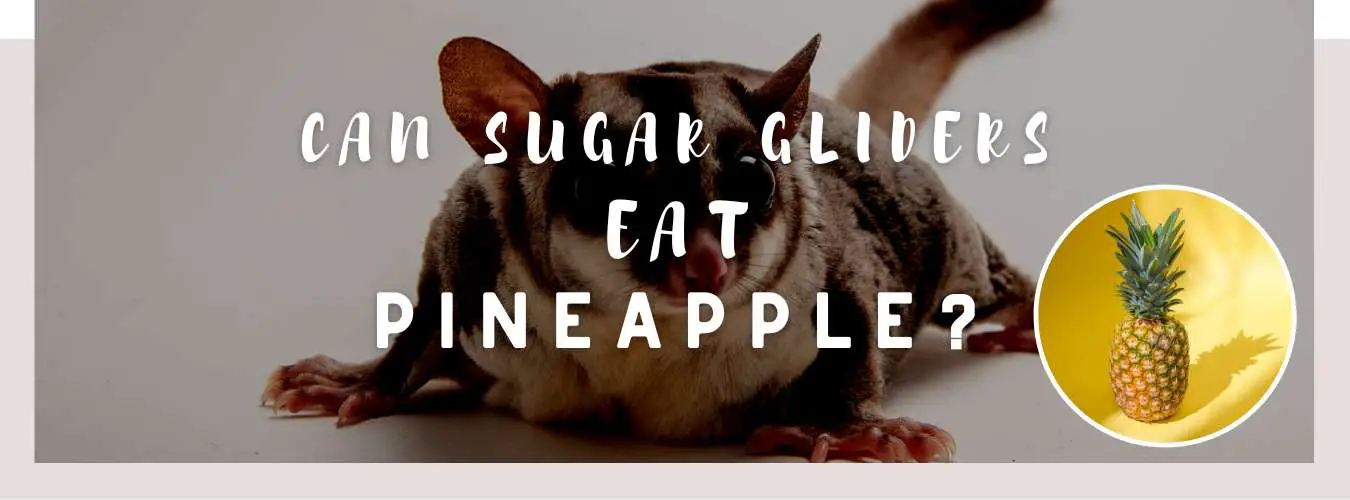 can sugar gliders eat pineapple