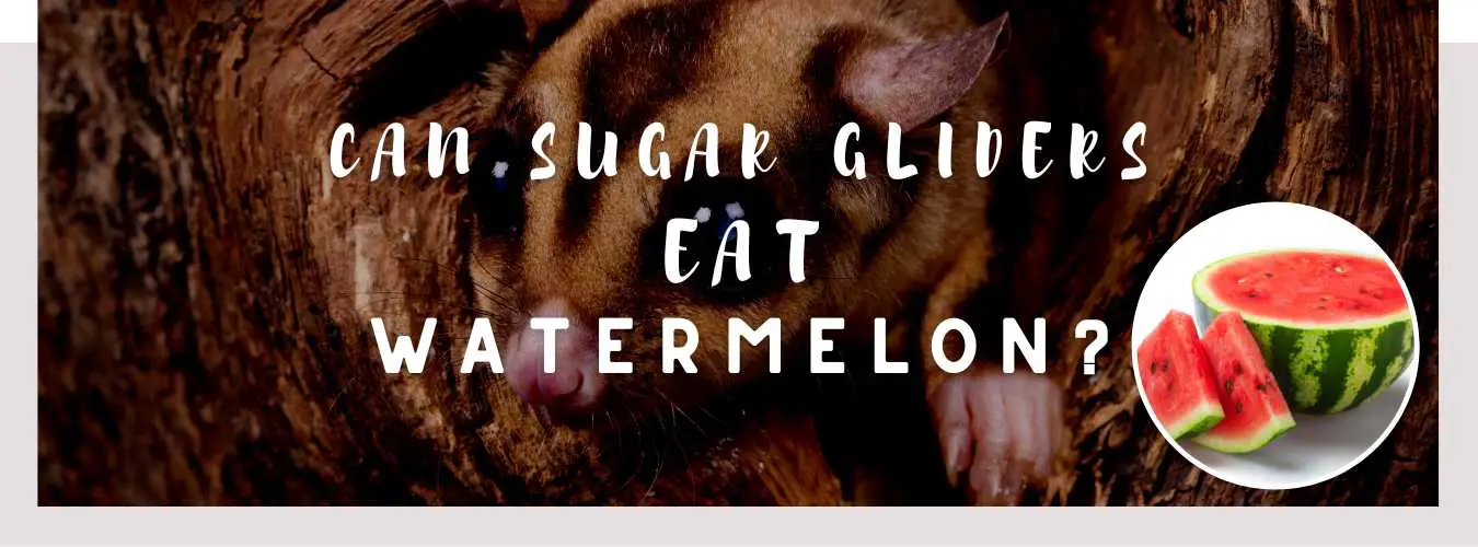 can sugar gliders eat watermelon