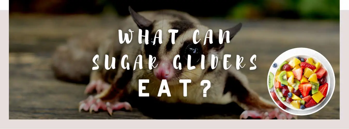 what can sugar gliders eat