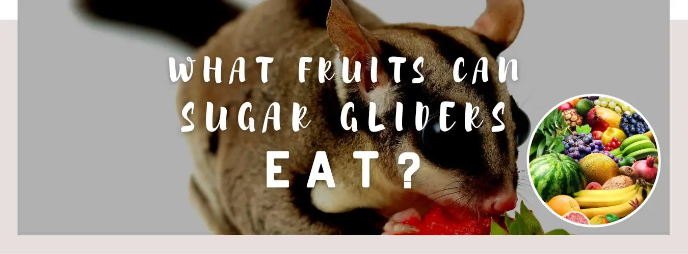 what fruits can sugar gliders eat